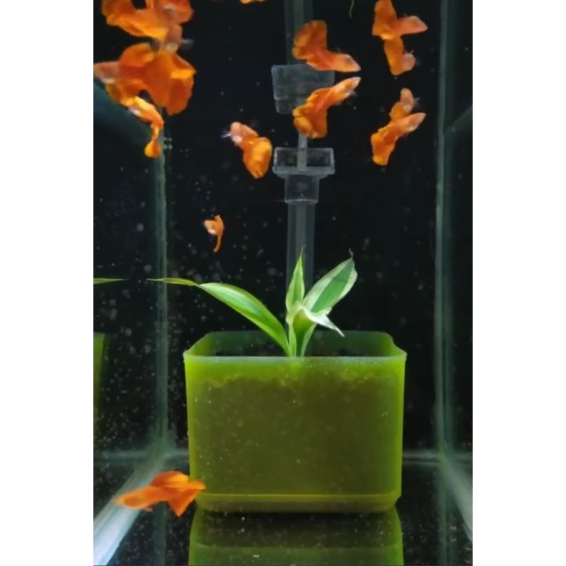 

Ikan Hias Guppy Albino Full Red ( AFR )