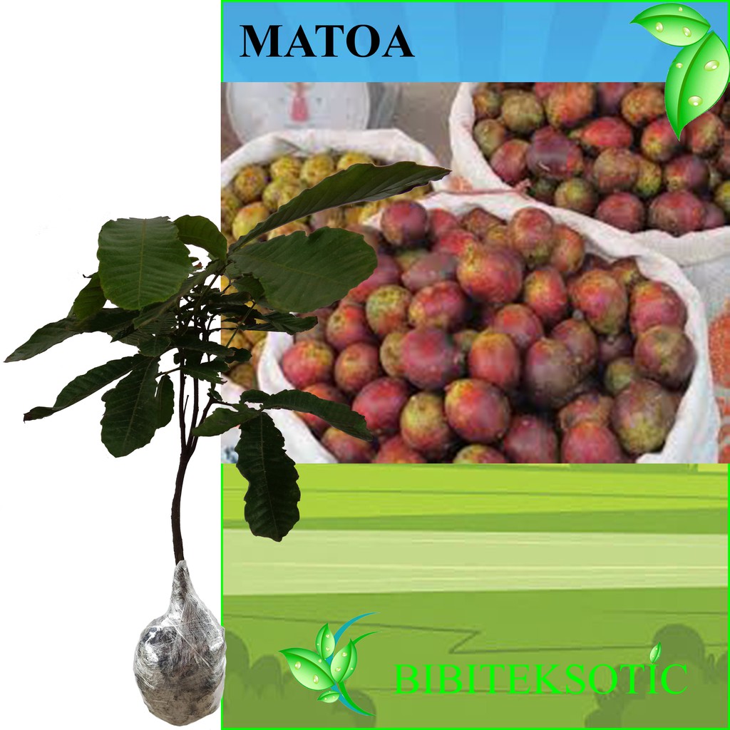 Tanaman Buah Matoa Tinggi 60 80 Cm Shopee Indonesia