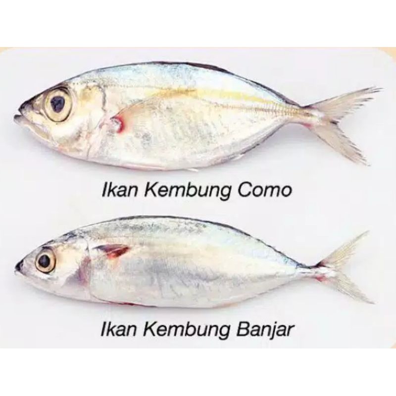 

Ikan Kembung Como dan Ikan Kembung Banjar 500gram