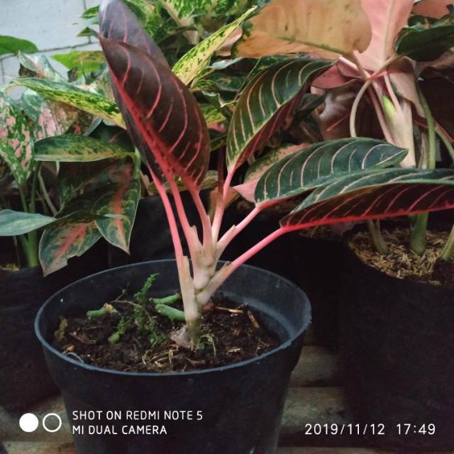 Tanaman hias Aglaonema red sumatra