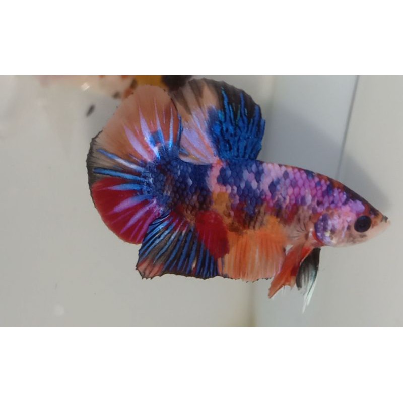 CUPANG MULTY , RED KOI GALAXY SIAP INDUKAN