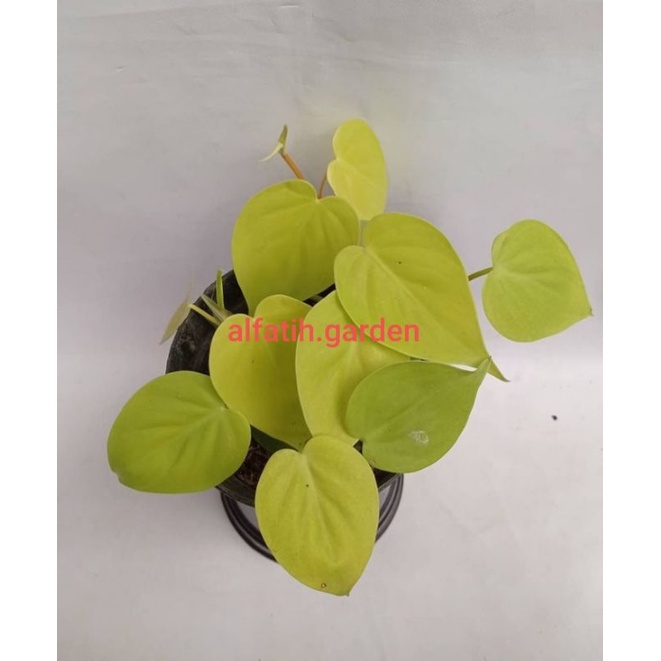 tanaman gantung sirih gading lemon~sirih gading love