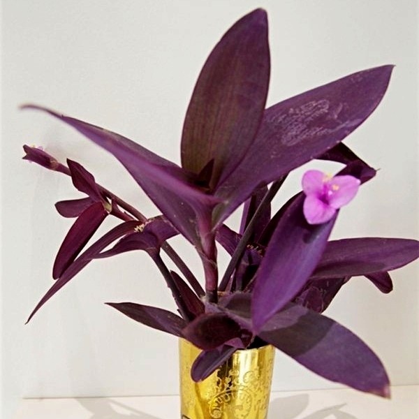 Tradescantia Purpurea Purple 'Sosor Gaok' / Tanaman Hias Hidup Outdoor