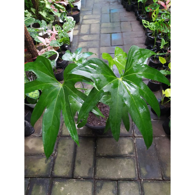 Anthurium Pedatoradiatum