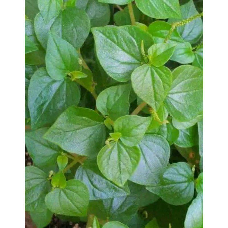 

daun sirih cina/ketumpan air segar fresh 500gram