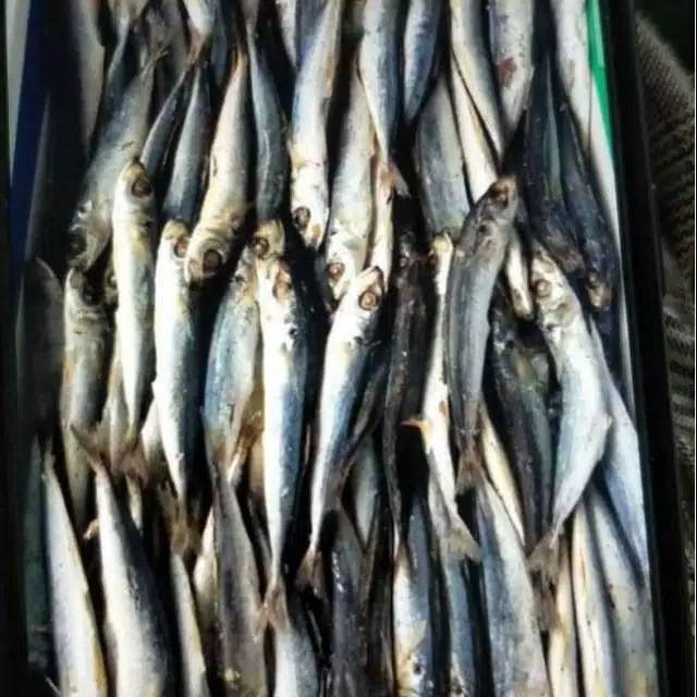 

ikan asin dencis rebus , ikan Selayang 500gram