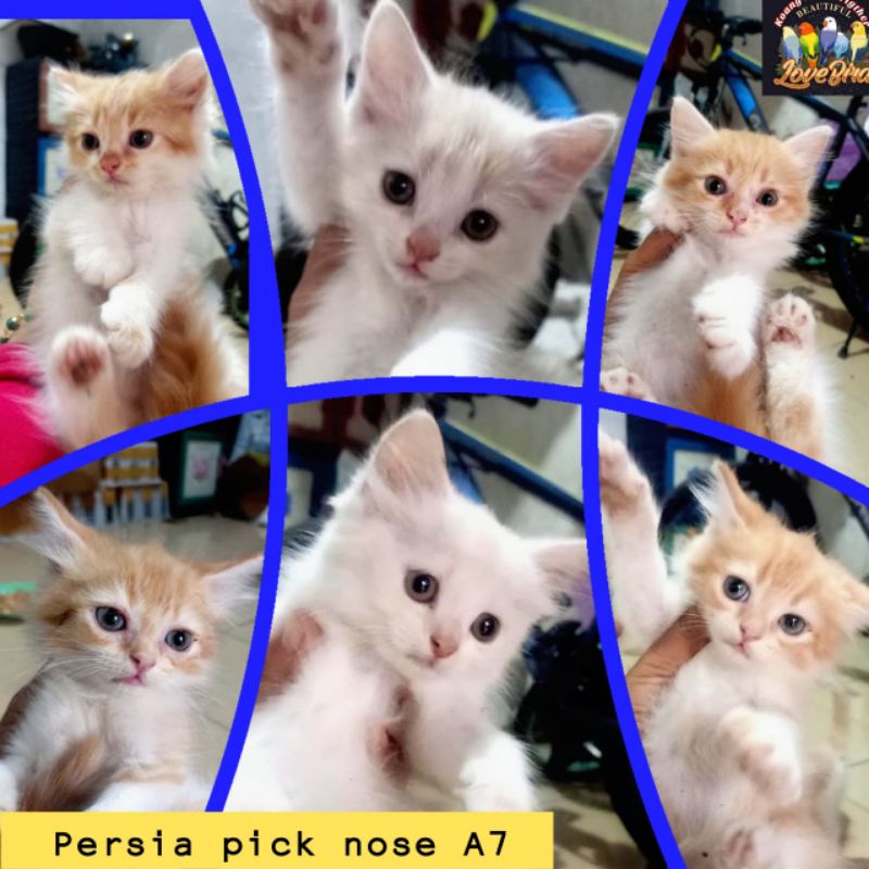 kucing persia picknose kitten persia siap adopsi