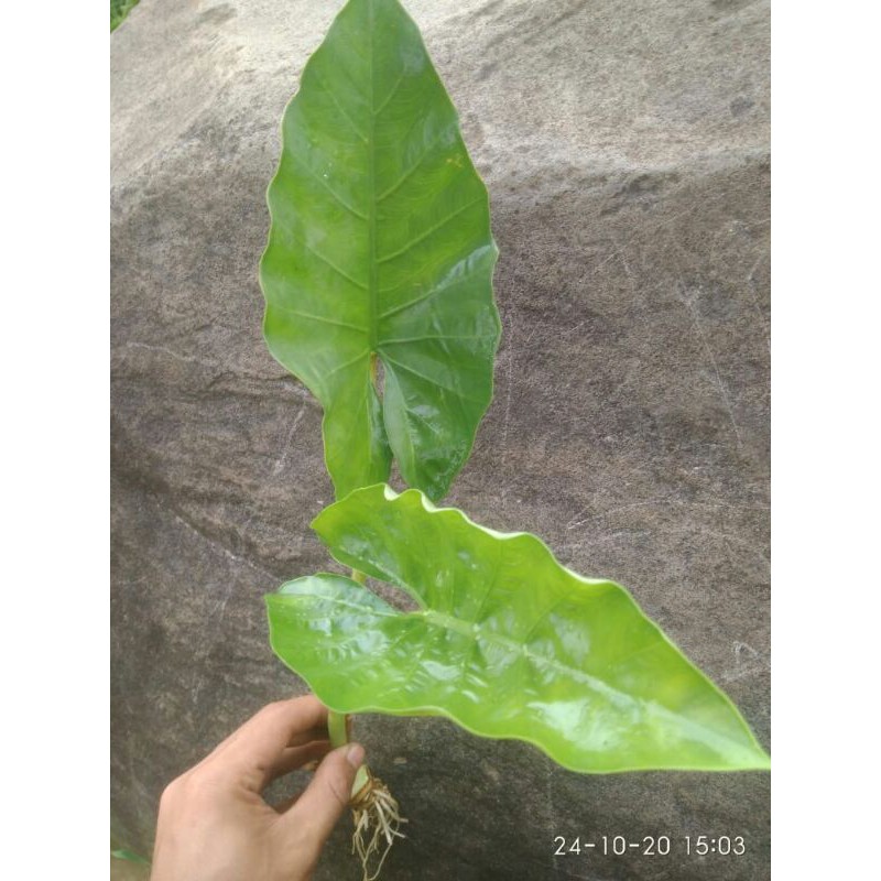 sente hijau#homalomen sente hijau