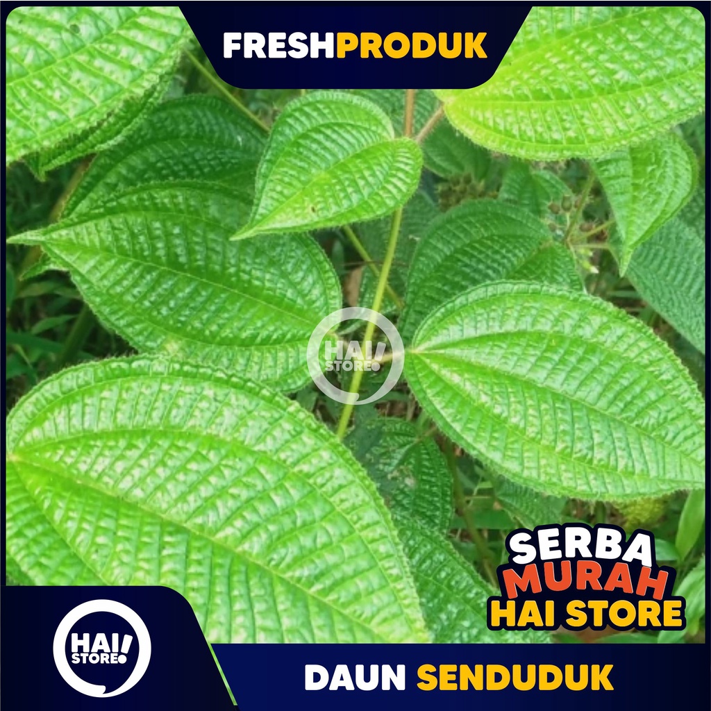 

DAUN SEDUDUK BULU SENGGANI HARENDONG