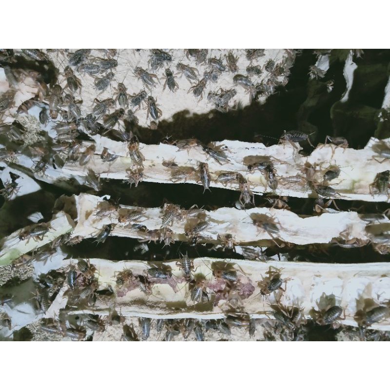 telur jangkrik kalung/Genggong murah berkualitas 500gram