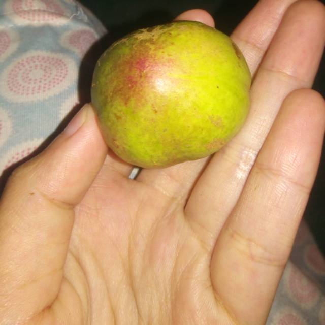 

Buah mahkota dewa+Daun