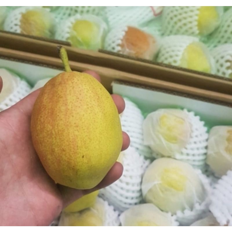 Buah pear / pir hijau xiang lie import  1 dus
