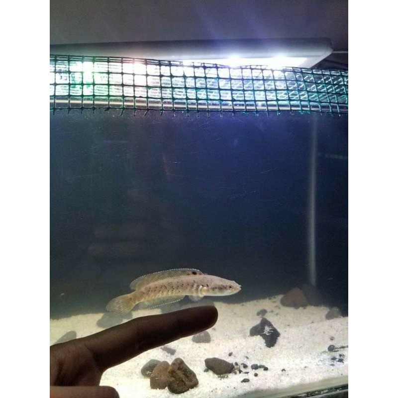 channa orna yellow lips size 7+