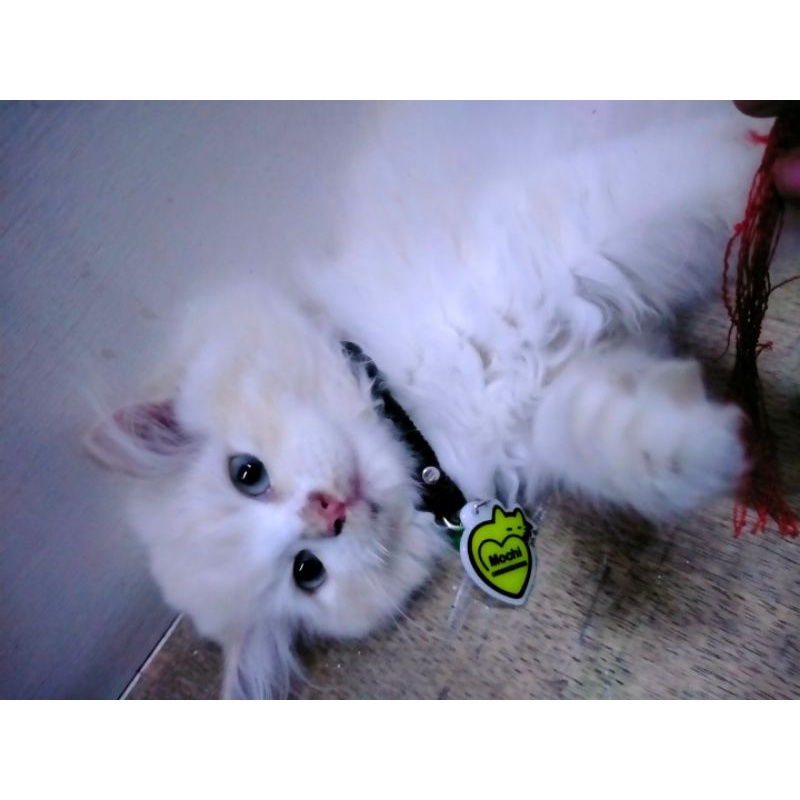 Kucing Himalaya Ragdoll