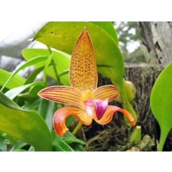 Anggrek Bulbophyllum Lobii