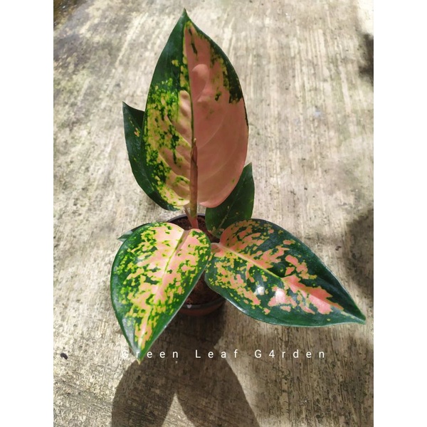 Tanaman Hias Aglonema Kochin Tembaga Varian | Real Pict