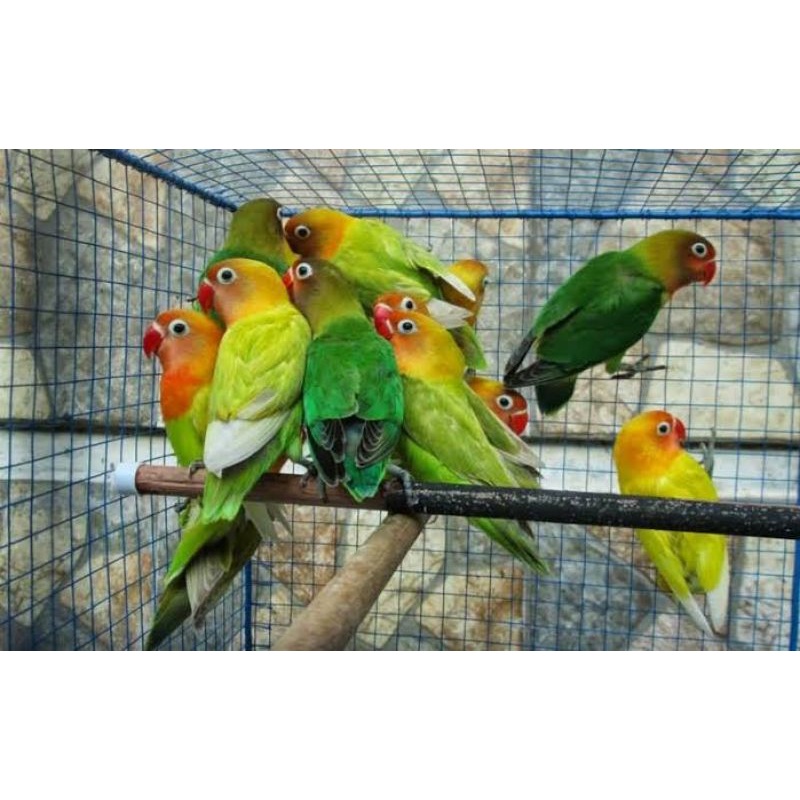 LOVE BIRD KHUSUS PARUH MERAH HIJAU STANDAR