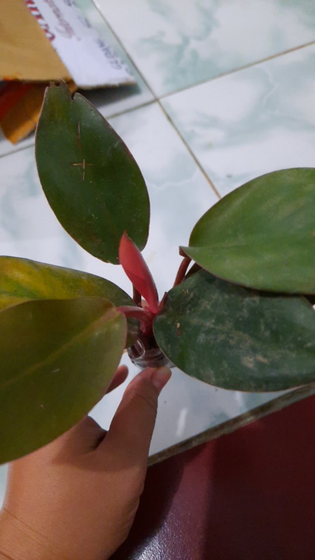 Philodendron Pink Congo