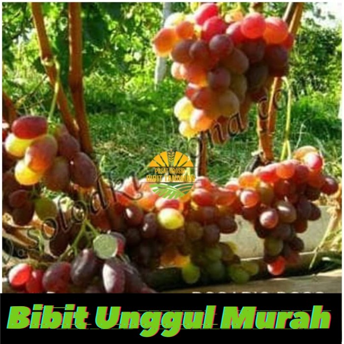 Bibit anggur import rosario rosso Grafting Siap Berbuah