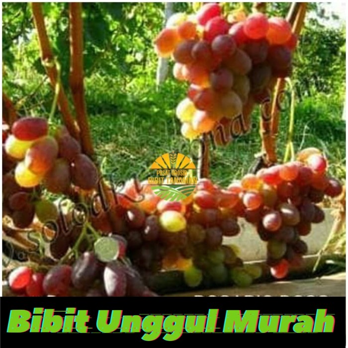 Bibit anggur import rosario rosso Grafting Siap Berbuah