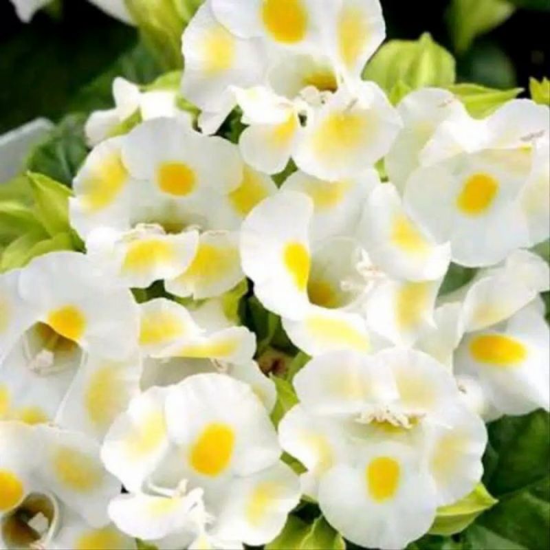 TANAMAN HIAS ADENIUM KAMBOJA JEPANG BUNGA TUMPUK// YELLOW WHITE