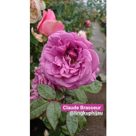 Mawar Import Claude Brasseur (Pusat Tanaman Mawar Cihideung)