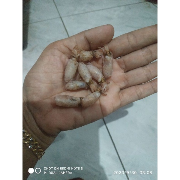 

baby cumi size 2-3cm/500gr