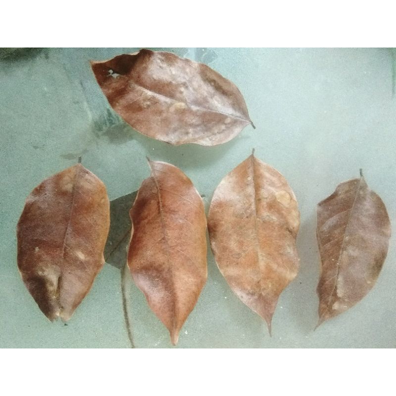 DAUN ANGSANA/KIANGSANA KERING 150gr OBAT HERBAL