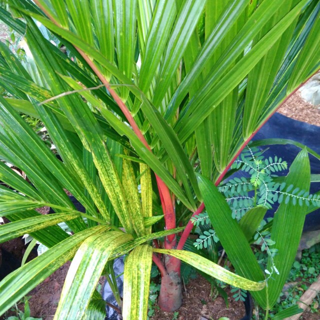 Bibit tanaman hias palem merah rimbun