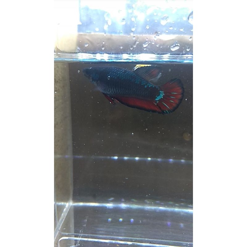 ikan cupang avatar green metalic Fimele (Real pic)