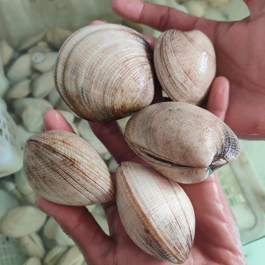 

Kerang Madu