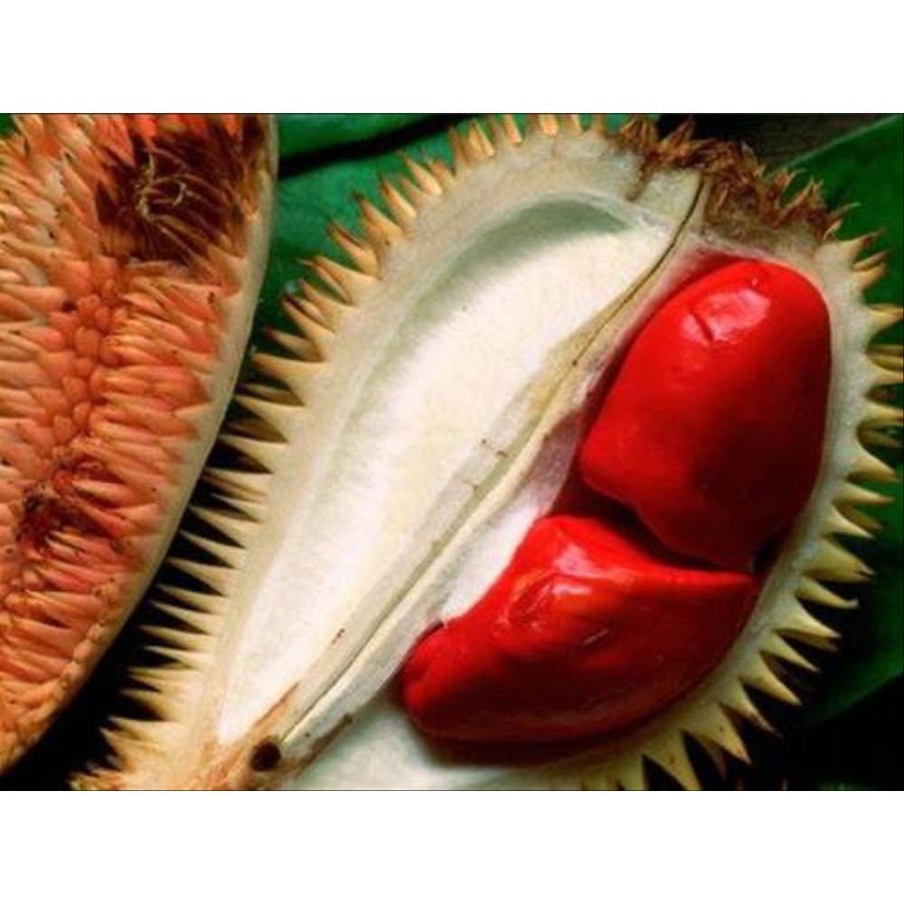 

Paket Merdeka 5 Durian - Musangking - Merah - Pelangi - Matahari - Bawor.