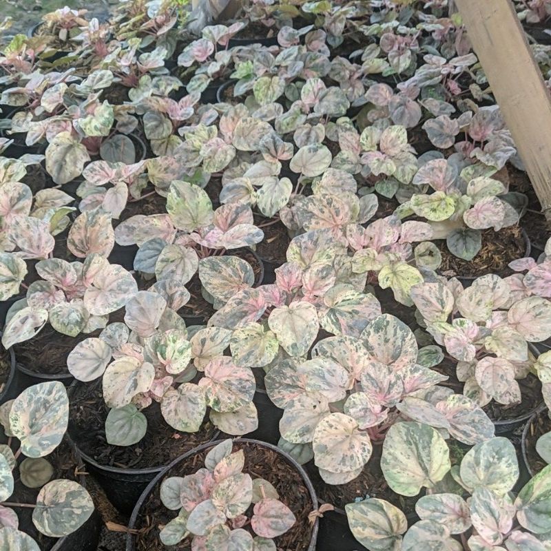 Paperomia varigata /  peperomia caperata variegata pink lady - BAKUL KEMBANG