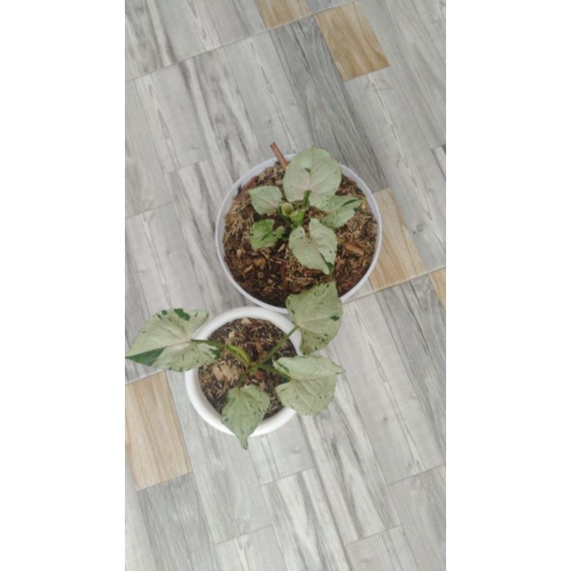 syngonium green splash