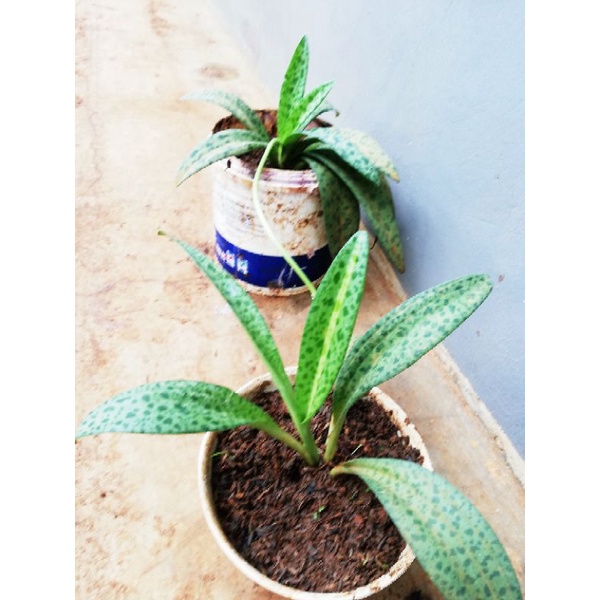 Tanaman sansivera lidah katak tokek