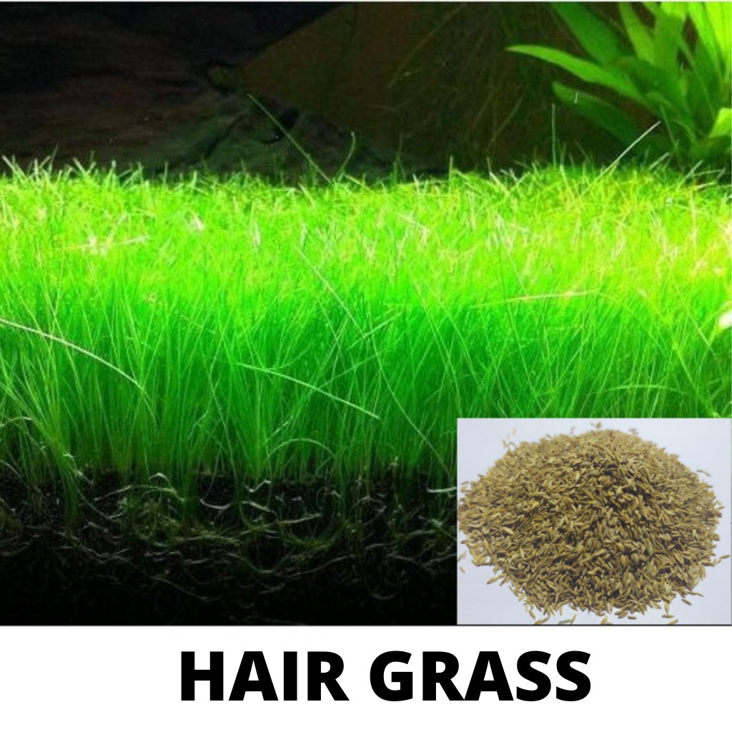 Carpet Seed Hair Grass Seed Bibit Benih Tanaman Aquascape / Tanaman Air /Small Atau Long Fescue Seed