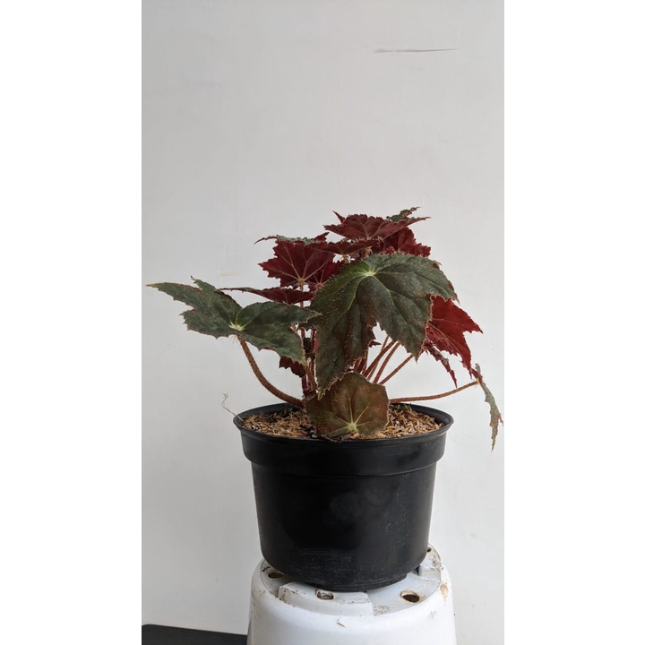 Tanaman Hias Begonia Bintang - Bibot Begonia Bintang