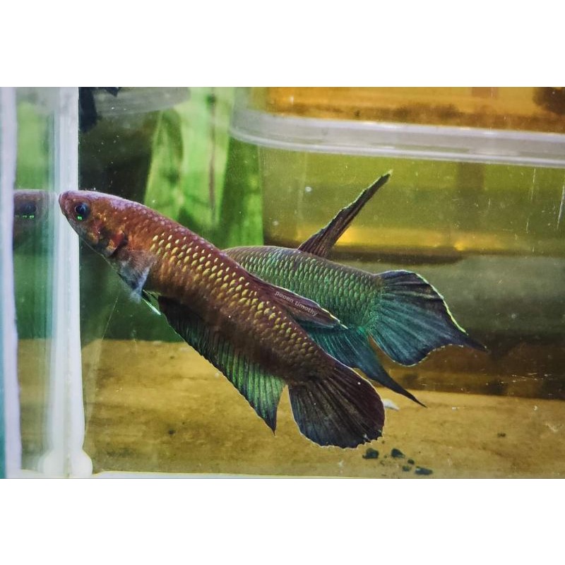 Wild Betta Mandor