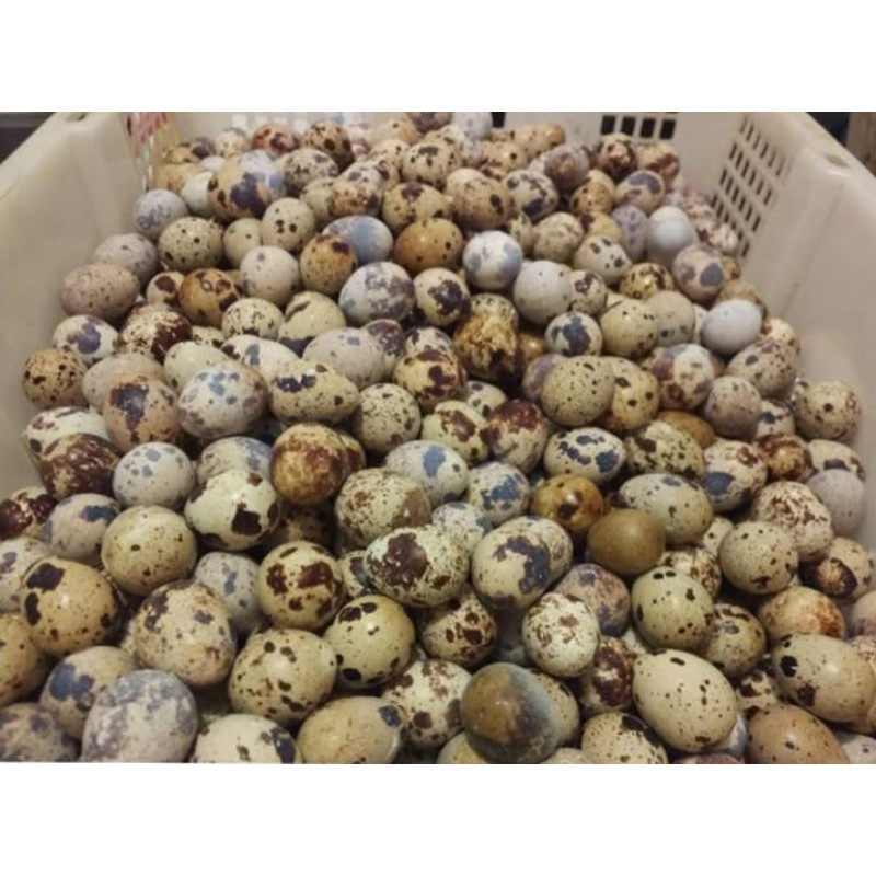 

TELUR PUYUH - 500 GR