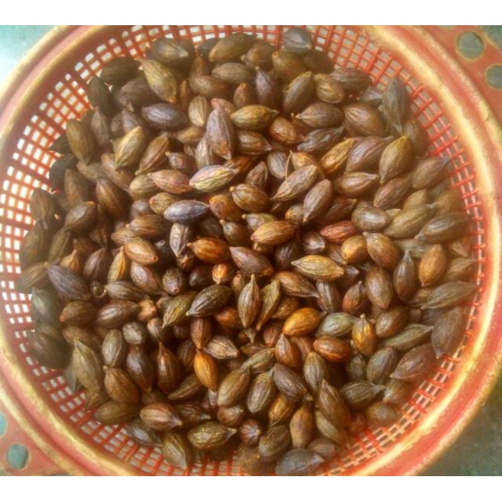 Biji tanaman bunga ketapang kemasan 100 gram