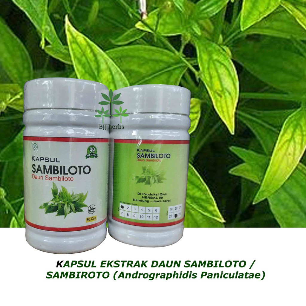 KAPSUL SAMBILOTO 50 cap Herbal Atasi Penyakit Paru Radang Batuk Amandel bronkitis Original Alami