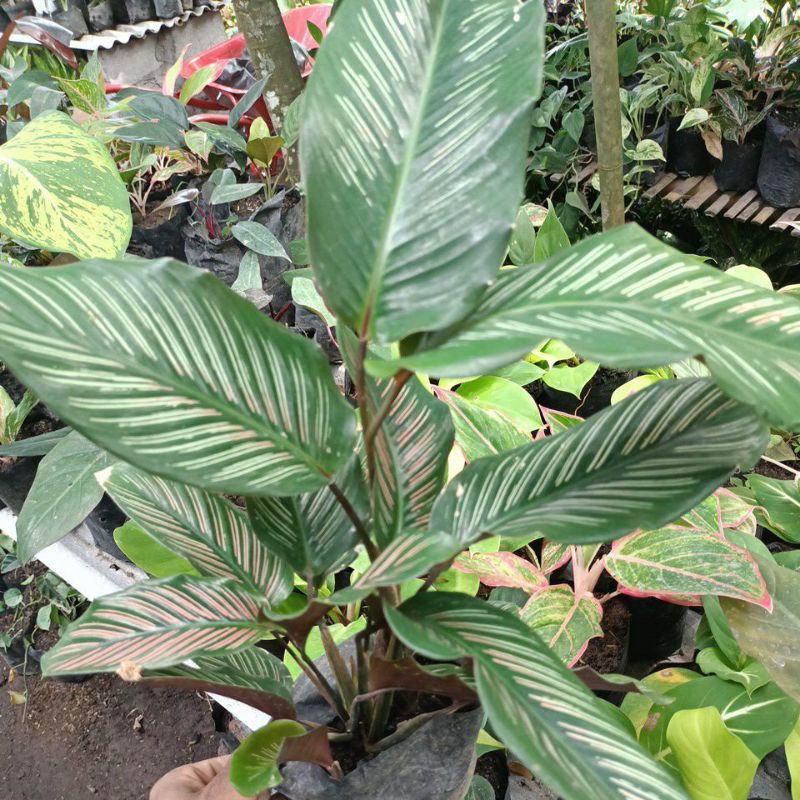 Calathea batik