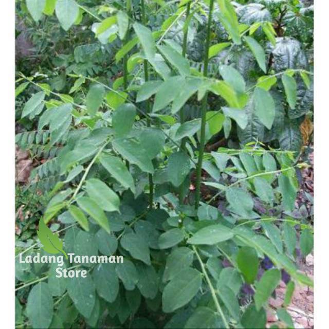 Bibit daun katuk