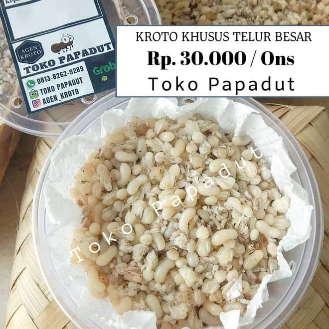 Kroto Khusus Telur Besar 1 Ons
