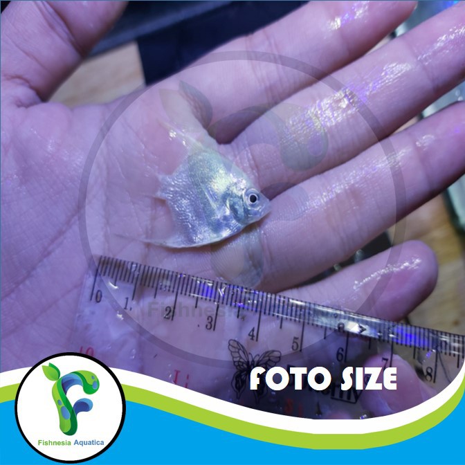 Ikan Hias Aquascape Manfish/Anglefish Platinum/Albino Mata Hitam Size M