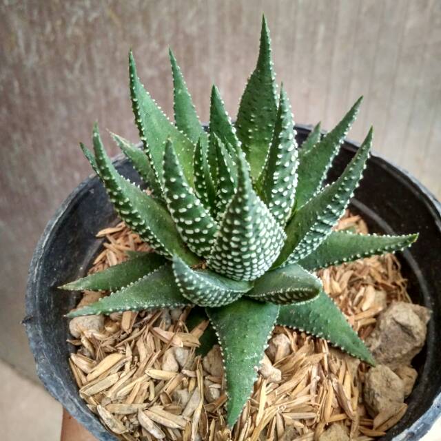 Kaktus Haworthia dan Gasteria / Kaktus lucu / Kaktus Unik Ukuran Pot 10cm | Shopee Indonesia