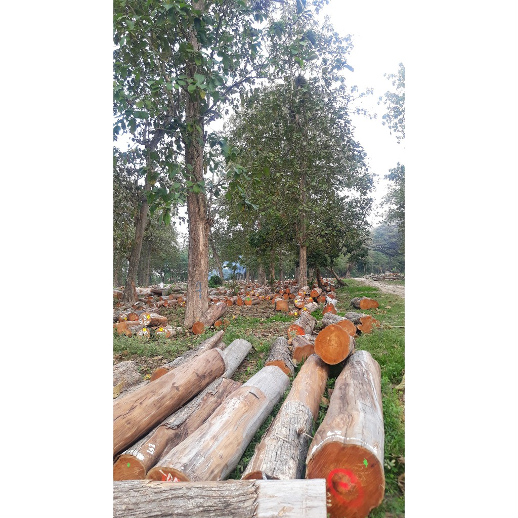 

Daun Jati Segar