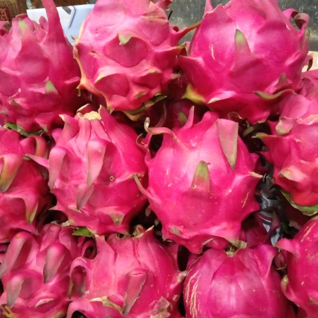

Buah naga lokal organik manis