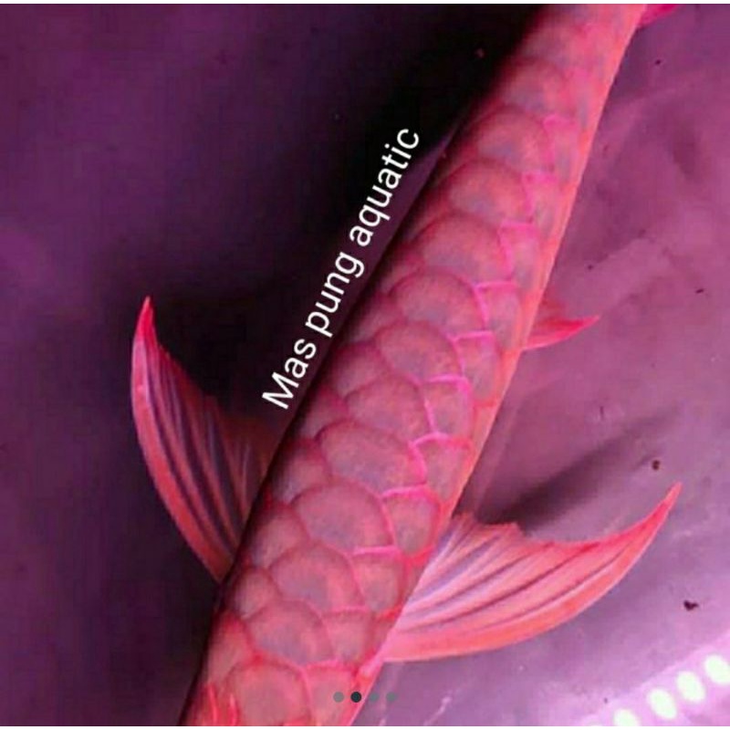arowana super red spesial ITL