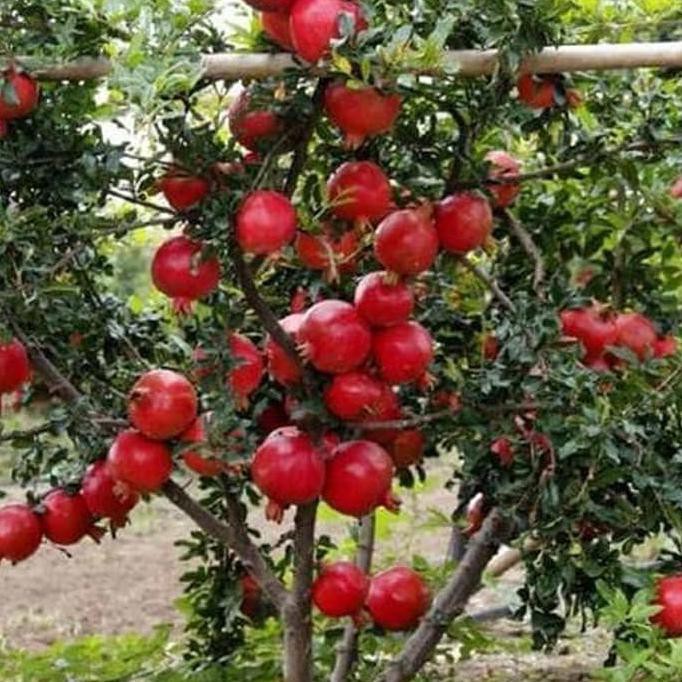 Termurah Bibit Buah Delima Merah